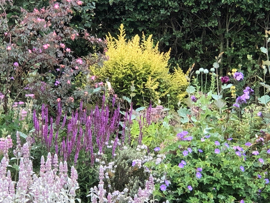 Garden Border Design 2 part workshop