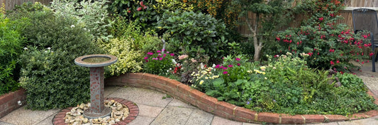 Garden Border Rescue