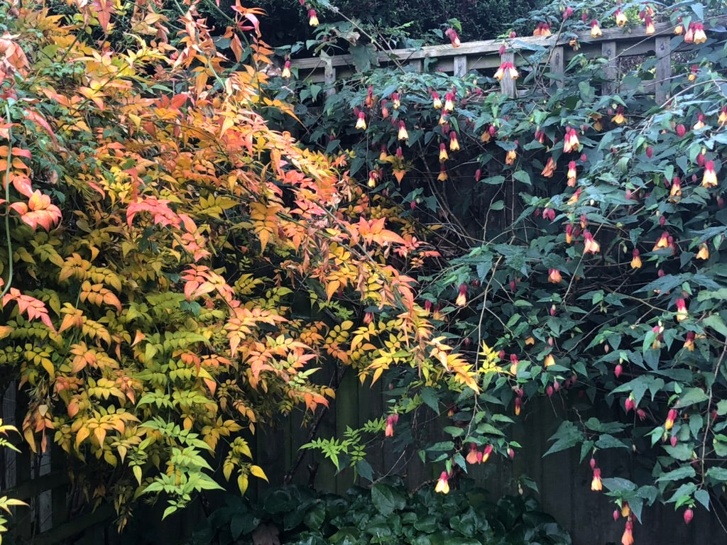 Autumn Gardening Course